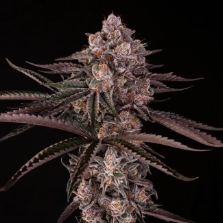 SILENT-SEEDS-JAMAICAN-SUNSET-JULIAN-MARLEY-FEM_plant_01