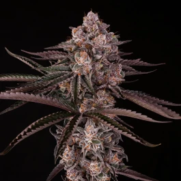 SILS038F003 - SILENT SEEDS - JAMAICAN SUNSET JULIAN MARLEY FEM | 3 SEMI