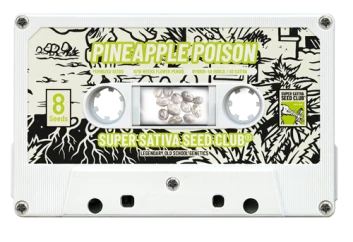 SSSC12082 - SUPER SATIVA SEED CLUB - PINEAPPLE POISON FEM | 8 SEMI Disponibili fino a fine scorte