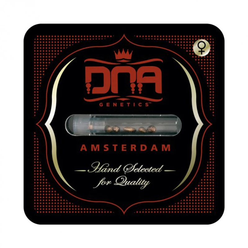 DNAFEM3007 - DNA GENETICS - DJ'S GOLD FEM | 3 SEMI