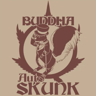 BUDDHA SEEDS - BUDDHA AUTO SKUNK CLASSIC FEM | 3 SEMI