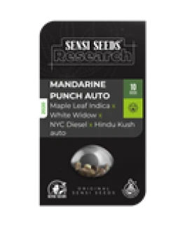 SENSI SEEDS RESEARCH - MANDARIN PUNCH AUTO FEM | 3 SEMI