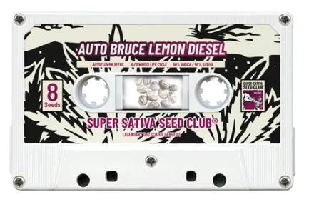 SUPER SATIVA SEED CLUB - AUTO BRUCE LEMON DIESEL FEM | 5 SEMI