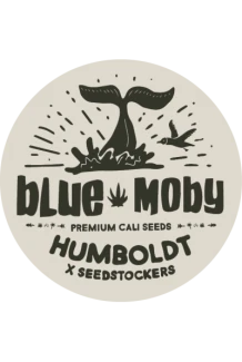 SEEDSTOCKERS - BLUE MOBY FEM (SUPERIOR) | 5 SEMI