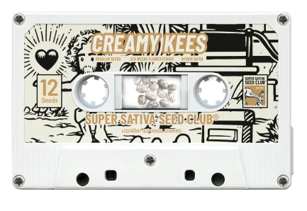 SSSC081201 - SUPER SATIVA SEED CLUB - CREAMY KEES REG | 12 SEMI
