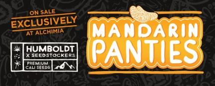 SEEDSTOCKERS - MANDARIN PANTIES AUTO FEM (SUPERIOR) | 3 SEMI