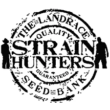 STDAMNF5SH - STRAIN HUNTER - DAMNESIA FEMM | 5 SEMI