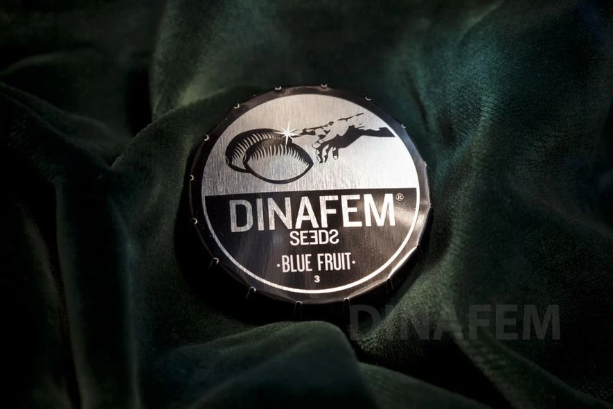 DF0059 - GORILLA CBD 5 SEMI FEMM DINAFEM