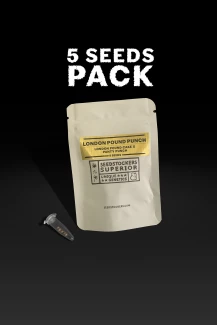 SSTKHF0005073 - SEEDSTOCKERS - TANGY FRITTER FEM | 5 SEMI