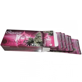 BUDDHA SEEDS - QUASAR FEM | BLISTER 1x10 SEMI