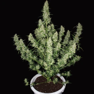 BSB_magnum_auto_plant