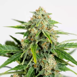 HSO_amnesia_cbd_auto_plant