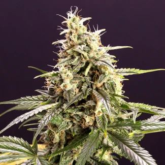 HSO_chem_bomb_auto_plant