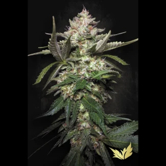 PS_auto_kong_4_plant