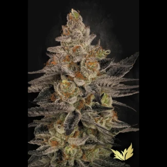 PS_chocolate_wafflez_fem_plant