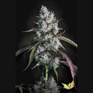 PS_red_velvet_auto_fem_plant_01