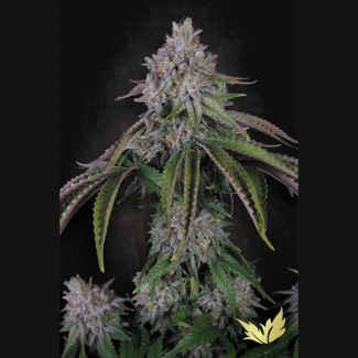 PARADISE-SEEDS-VELVET-MIST-FEM_plant_01