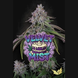 PARADISE-SEEDS-VELVET-MIST-FEM_plant_02