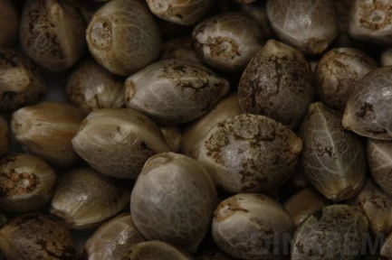 QUICK DINAMED CBD 3 SEMI FEMM DINAFEM