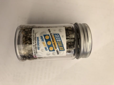 SEEDSALAD - AUTO AMNESIA LEMON FEM | 1000 SEMI