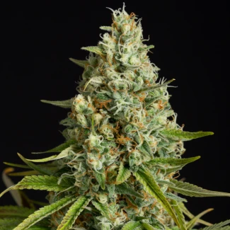 SILS_amnesia_lemon_plant