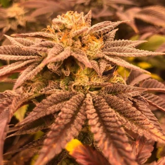 SILS_grape_juice_plant_05