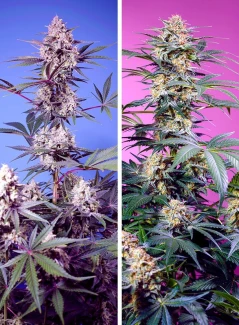 SW_sweet-monster-mix_plant